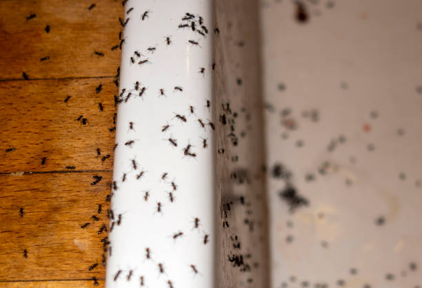 Best Pest Control for Businesses  in Lantana, TX