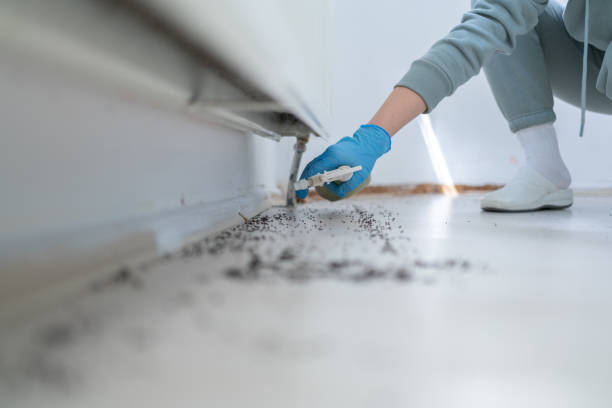 Flea Control Services in Lantana, TX