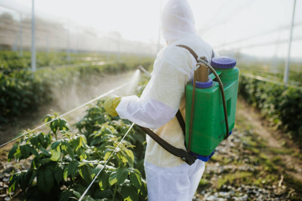 Best Bed Bug Extermination  in Lantana, TX